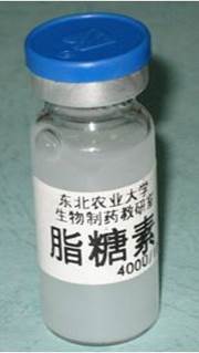 脂糖素 脂糖素